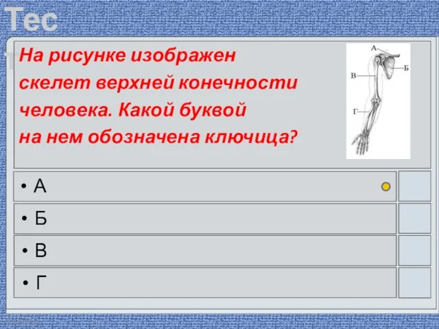 22.03.2016 На рисунке изображен скелет верхней конечности человека. Какой буквой на