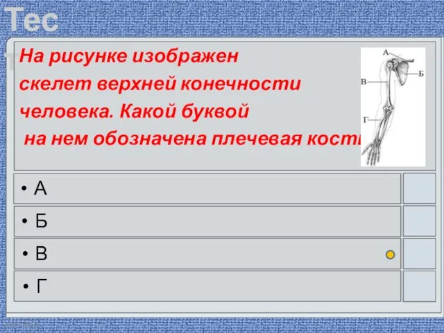 22.03.2016 На рисунке изображен скелет верхней конечности человека. Какой буквой на