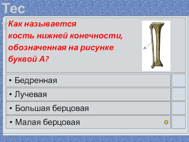 22.03.2016 Как называется кость нижней конечности, обозначенная на рисунке буквой А?