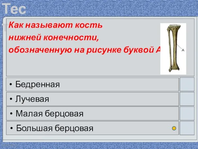 22.03.2016 Как называют кость нижней конечности, обозначенную на рисунке буквой А?