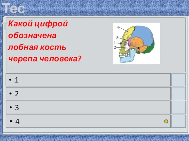 22.03.2016 Какой цифрой обозначена лобная кость черепа человека? 1 2 3 4