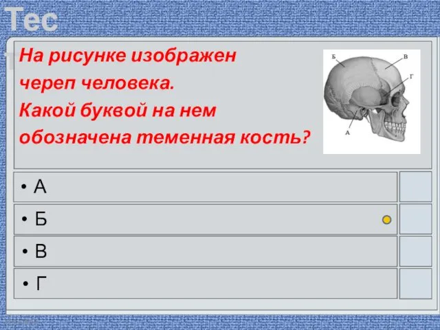 22.03.2016 На рисунке изображен череп человека. Какой буквой на нем обозначена