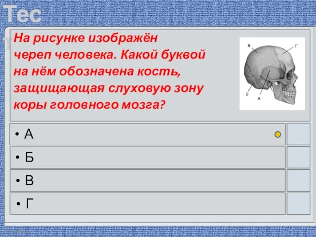 22.03.2016 На рисунке изображён череп человека. Какой буквой на нём обозначена