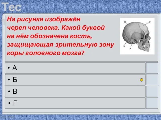 22.03.2016 На рисунке изображён череп человека. Какой буквой на нём обозначена