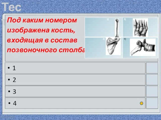 22.03.2016 Под каким номером изображена кость, входящая в состав позвоночного столба? 1 2 3 4