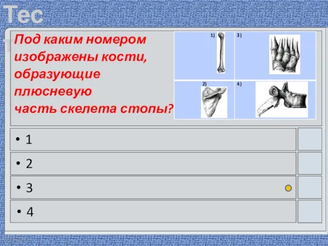 22.03.2016 Под каким номером изображены кости, образующие плюсневую часть скелета стопы? 1 2 3 4