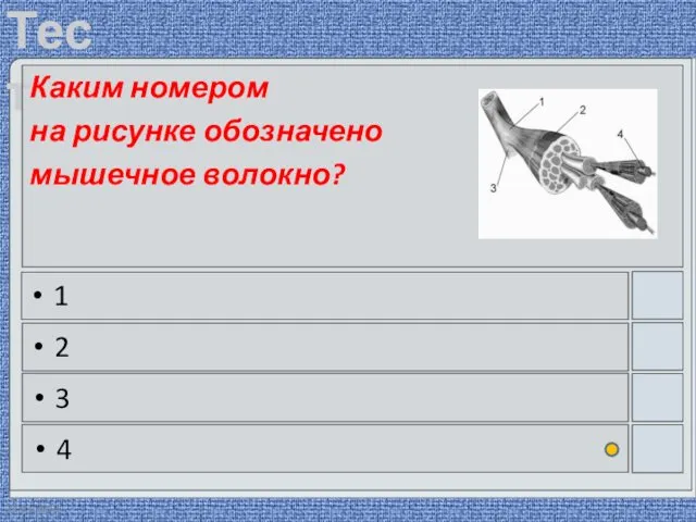 22.03.2016 Каким номером на рисунке обозначено мышечное волокно? 1 2 3 4