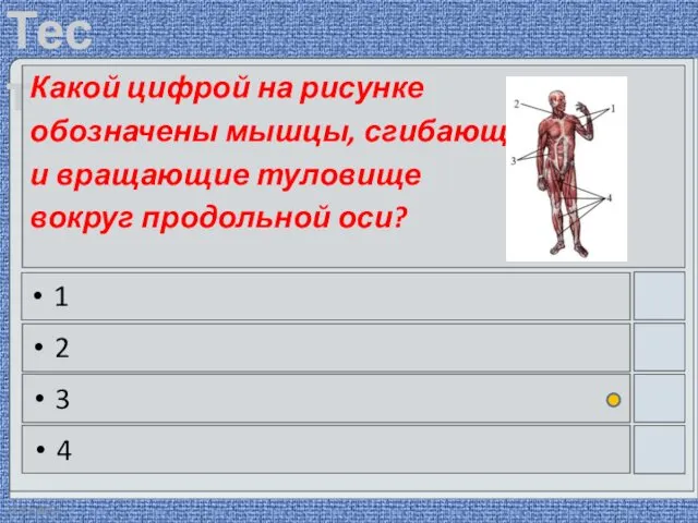 22.03.2016 Какой цифрой на рисунке обозначены мышцы, сгибающие и вращающие туловище