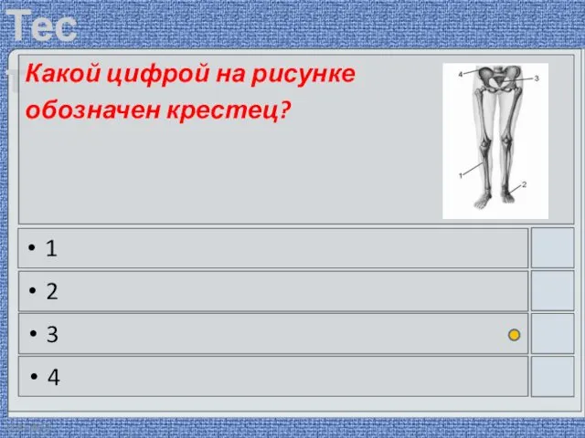 22.03.2016 Какой цифрой на рисунке обозначен крестец? 1 2 3 4