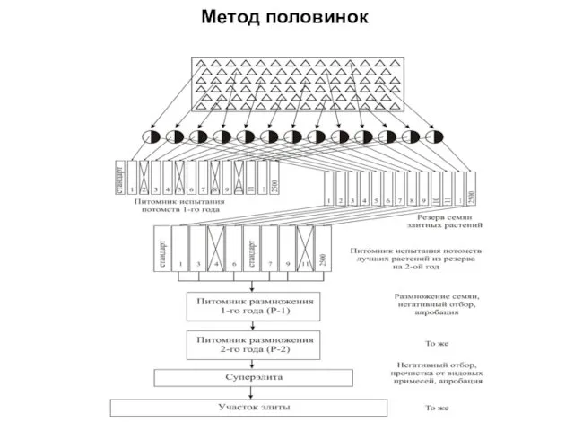 Метод половинок