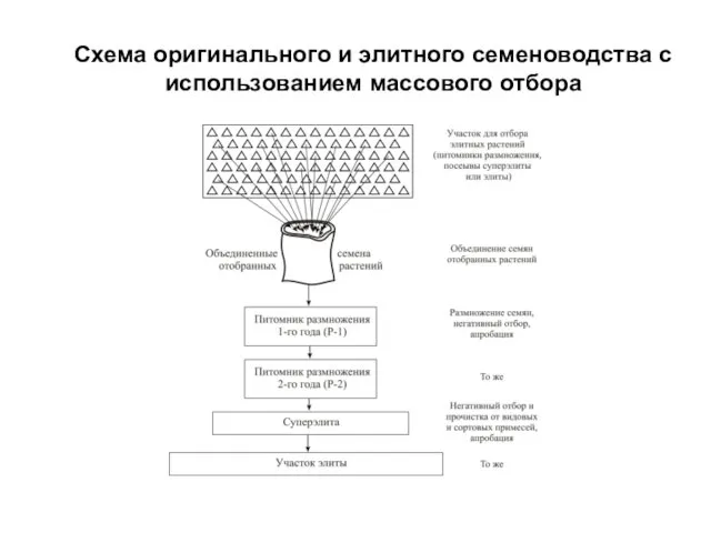 Схема оригинального и элитного семеноводства с использованием массового отбора