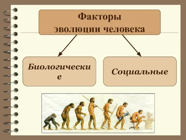 Факторы эволюции человека Биологические Социальные