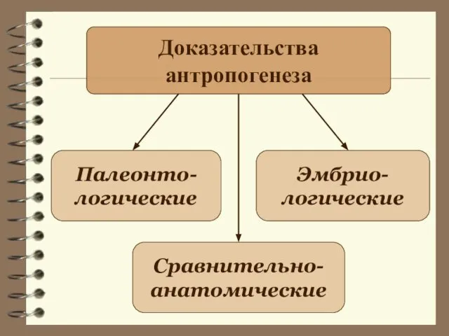 Доказательства антропогенеза Палеонто- логические Сравнительно- анатомические Эмбрио- логические