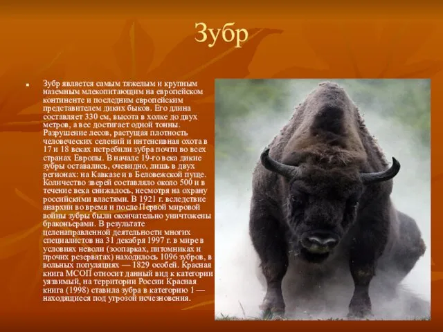 Зубр Зубр является самым тяжелым и крупным наземным млекопитающим на европейском
