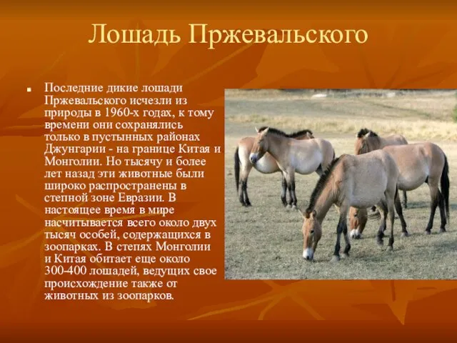 Лошадь Пржевальского Последние дикие лошади Пржевальского исчезли из природы в 1960-х