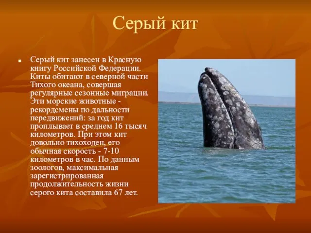 Серый кит Серый кит занесен в Красную книгу Российской Федерации. Киты