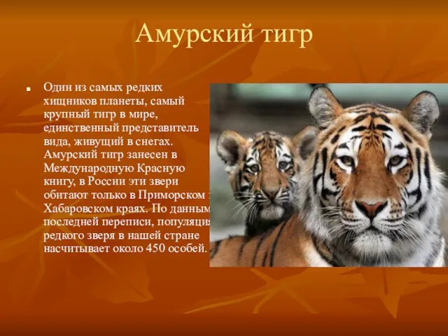 Амурский тигр Один из самых редких хищников планеты, самый крупный тигр