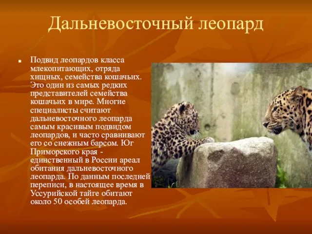 Дальневосточный леопард Подвид леопардов класса млекопитающих, отряда хищных, семейства кошачьих. Это