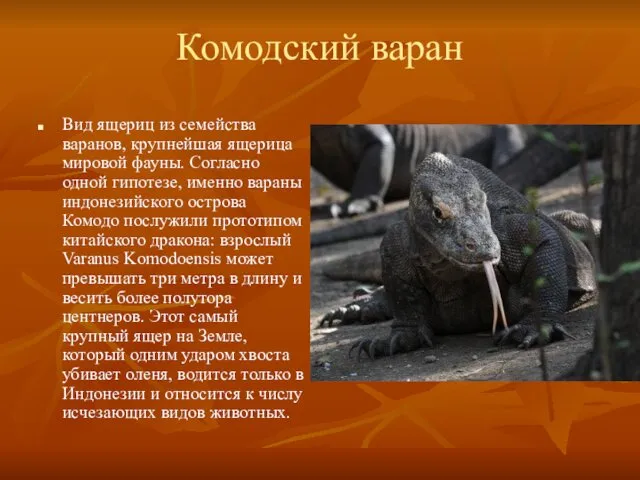 Комодский варан Вид ящериц из семейства варанов, крупнейшая ящерица мировой фауны.