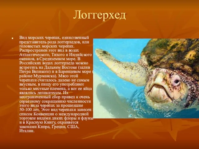 Логгерхед Вид морских черепах, единственный представитель рода логгерхедов, или головастых морских