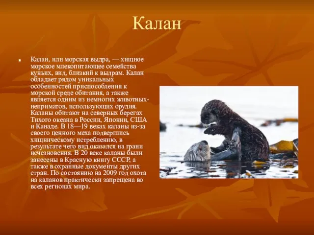 Калан Калан, или морская выдра, — хищное морское млекопитающее семейства куньих,