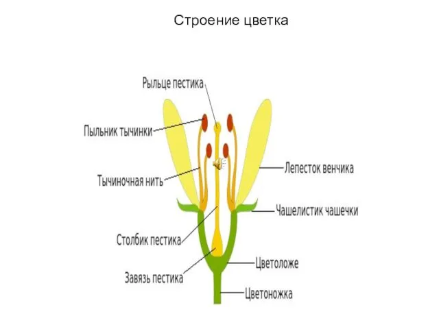 Строение цветка