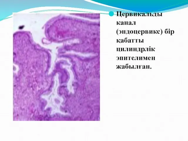 Цервикальды канал (эндоцервикс) бір қабатты цилиндрлік эпителимен жабылған.