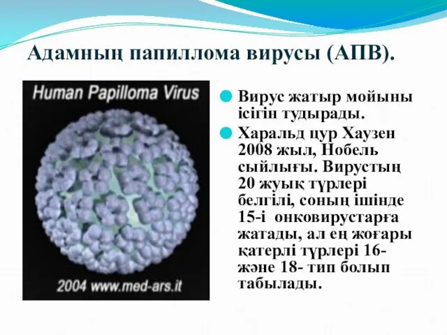 Адамның папиллома вирусы (АПВ). Вирус жатыр мойыны ісігін тудырады. Харальд цур