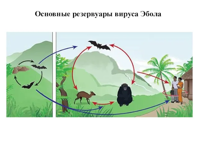 Основные резервуары вируса Эбола