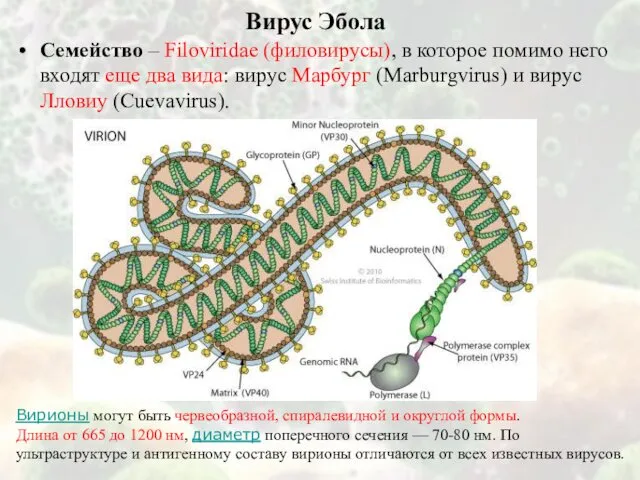 Вирус Эбола Семейство – Filoviridae (филовирусы), в которое помимо него входят