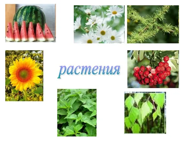 растения