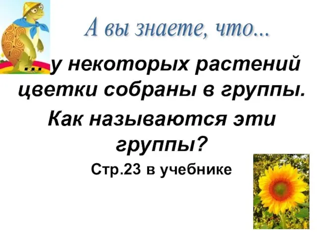 А вы знаете, что... … у некоторых растений цветки собраны в