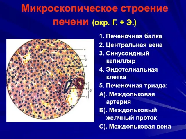 Микроскопическое строение печени (окр. Г. + Э.) 1. Печеночная балка 2.