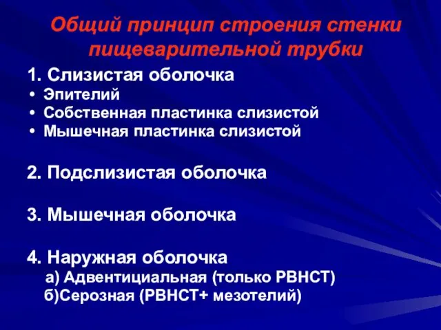 Общий принцип строения стенки пищеварительной трубки 1. Слизистая оболочка Эпителий Собственная