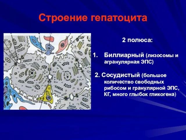 Строение гепатоцита 2 полюса: Биллиарный (лизосомы и агранулярная ЭПС) 2. Сосудистый