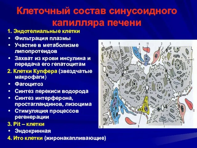 Клеточный состав синусоидного капилляра печени 1. Эндотелиальные клетки Фильтрация плазмы Участие