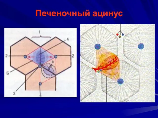 Печеночный ацинус