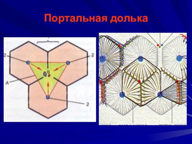 Портальная долька