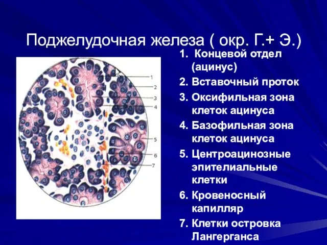 Поджелудочная железа ( окр. Г.+ Э.) 1. Концевой отдел (ацинус) 2.