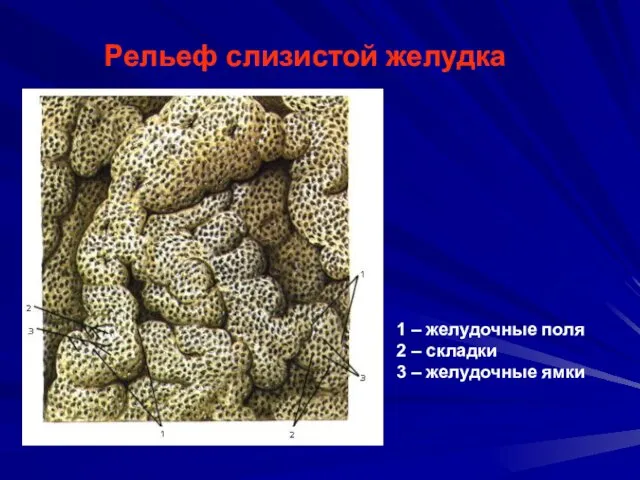 Рельеф слизистой желудка 1 – желудочные поля 2 – складки 3 – желудочные ямки