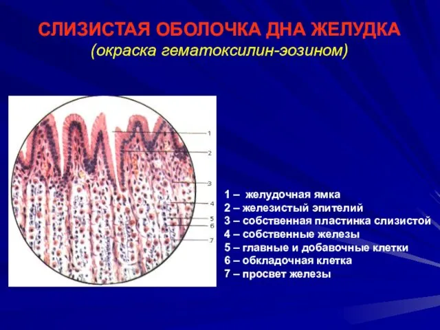 СЛИЗИСТАЯ ОБОЛОЧКА ДНА ЖЕЛУДКА (окраска гематоксилин-эозином) 1 – желудочная ямка 2