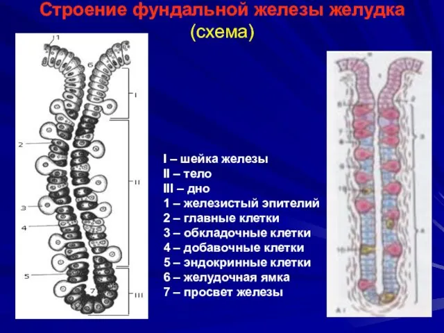 Строение фундальной железы желудка (схема) I – шейка железы II –