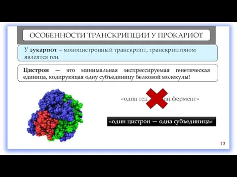 ОСОБЕННОСТИ ТРАНСКРИПЦИИ У ПРОКАРИОТ 13 «один ген — один фермент» «один цистрон — одна субъединица»