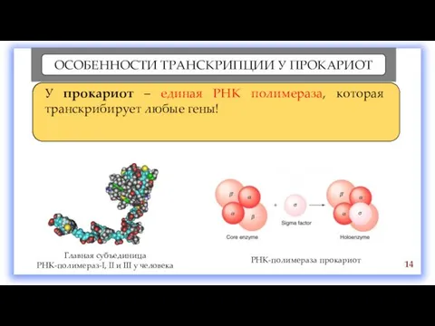 ОСОБЕННОСТИ ТРАНСКРИПЦИИ У ПРОКАРИОТ 14 Главная субъединица РНК-полимераз-I, II и III у человека РНК-полимераза прокариот