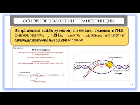 ОСНОВНОЕ ПОЛОЖЕНИЕ ТРАНСКРИПЦИИ 15 Из 2 нитей ДНК только 1 имеет