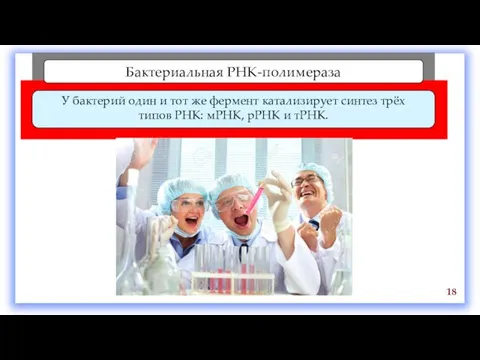 Бактериальная РНК-полимераза У бактерий один и тот же фермент катализирует синтез