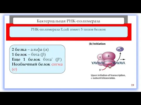 Бактериальная РНК-полимераза РНК-полимераза E.coli имеет 5 типов белков: 19 2 белка