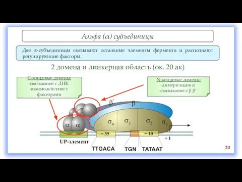 Альфа (α) субъединицы Две α-субъединицы связывают остальные элементы фермента и распознают