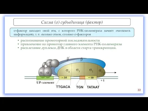 Сигма (σ) субъединица (фактор) σ-фактор находит свой ген, с которого РНК-полимераза