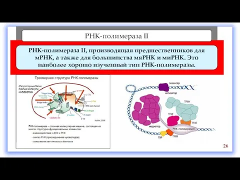 РНК-полимераза II РНК-полимераза II, производящая предшественников для мРНК, а также для